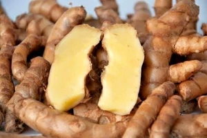 White Turmeric Rhizome (Curcuma Zedoaria) 300+ gr for Planting - Picture 1 of 6