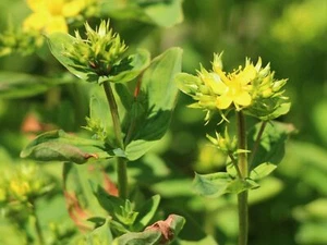 Geflügeltes Johanniskraut, Hypericum, tetrapterum, 200 Samen, gelb - Bild 1 von 1