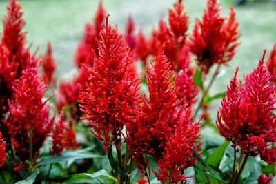 SEEDVILLE USA 100 RED Forest Fire COCKSCOMB CELOSIA Plumosa Seeds