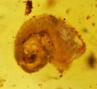Scarce Gastropoda (Land Snail), Fossil Inclusion In Burmese Amber