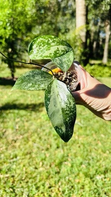 HOYA KSB 08 Rare Plant Great deal! - Image 1 of 3