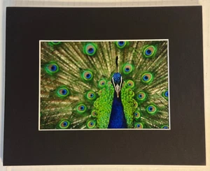 Peacock Feathers Close Up Photograph Print Small blk Matted 10x8 Wall Art Signed - Picture 1 of 4