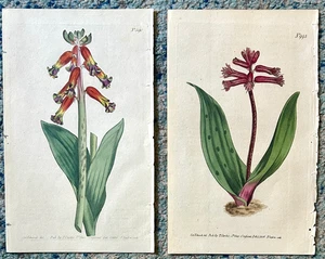 2 Curtis 1802-06 antike Botanische Gartendrucke: Lachenalia, #590, #993 - Bild 1 von 2