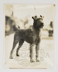 Irish Terrier Champion Harlem Ringleader, 1928, dog, Photograph by Elwyn