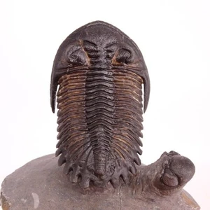 TRILOBITE Hollardops burtandmimiae - Imagen 1 de 7