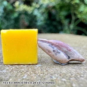 Authentic theropod dinosaur claw fossil (undescribed) cretaceous tiouraren - Picture 1 of 1