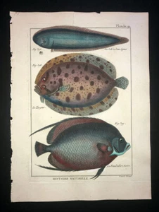 BONNATERRE - FELSENSOHLE, ENGELFISCH - PL.91 - FOLIO ORIGINAL HC FISCHDRUCK - 1788 - Bild 1 von 1
