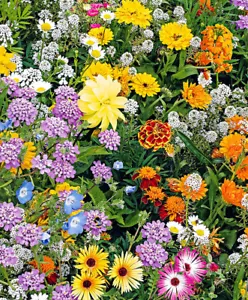BIENENMAGNET MIX Blumensamen Bienen Schmetterlinge Blumenwiese 10m² 🌻🌺 - Bild 1 von 4