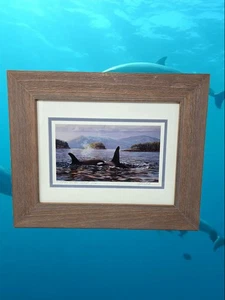 Ed Newbold Orcas in der salisischen Meeresdelfinfamilie Säugetier Meeresleben Küstenatmosphäre - Bild 1 von 12