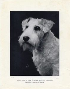 SEALYHAM TERRIER CH. EDWALTON CHUM OLD VINTAGE 1925 DOG PRINT PAGE - Picture 1 of 1