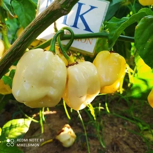 Habanero White Giant ,10 semillas,seeds,Capsicum chinense, (140) - Picture 1 of 1