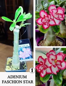 ADENIUM FASCHION STAR WUSTENROSE SUCCULENT - Bild 1 von 18