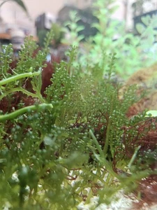 Live Macro Algae: Grape Caulerpa 1ft Portion BUY 2 GET 1 FREE - Picture 1 of 4
