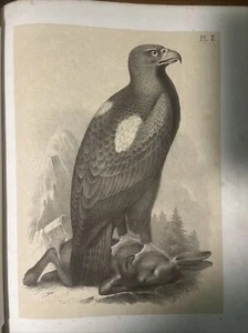 1878 Ornithology Or The Science Of Birds - Picture 1 of 10