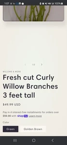 Corkscrew Willow Tree Sticks. Dead And Living . - Picture 1 of 4