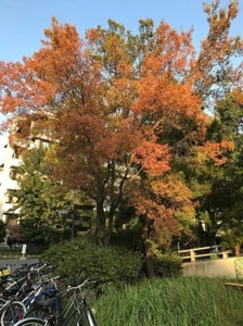 CHINESE ELM 250 SEEDS ULMUS PARVIFOLIA COLOUR CHANGING FOLIAGE MOTTLED BARK - Picture 1 of 8