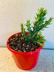Euphorbia Knuthii Forms Caud Rare Caudex Forming Succulent Unique& Eye Catching - Picture 1 of 5