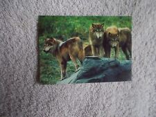 Cardz: San Diego Zoo 1993 "TIMBER WOLF" #46 Trading Card THE AMERICAS