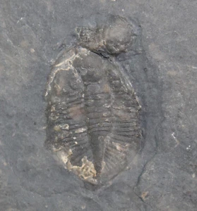 Trilobit, Pseudogygites latimarginatus, Ordovizium, Ontario, Kanada -c210 - Picture 1 of 4