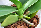 Coconut Husk Chips Natural Organic Fertilizer Orchid And Other Plants 100 Eco F