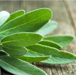 Broadleaf Sage 50 Fresh Seeds Salvia Officinalis Gift Seeds w/Every Garden Order - Picture 1 of 3