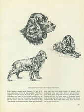 Field Spaniel Dog Vintage 1963 Print Sketch Page Bridget Olerenshaw