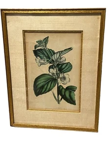 Antique Original Framed Horto van Houtteano Gloxinia Pallidiflora Print 14”x 11” - Picture 1 of 8