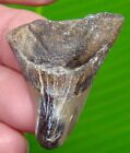 PAROTODUS Benedeni Shark Tooth - 1.79 in. - SHARKS TEETH - REAL FOSSIL JAW