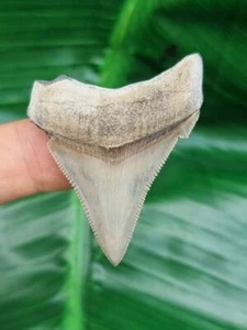 4,7 cm afilador de navaja diente de Carcharocles Angustidens - tiburón diente fósil - Imagen 1 de 6