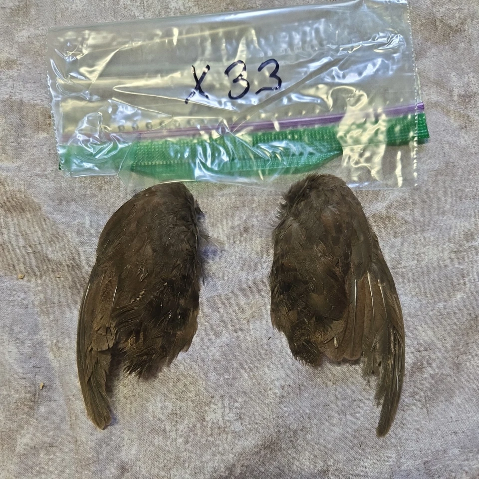 1 комплект перепелиных крыльев - x33 - Изображение 1 из 1