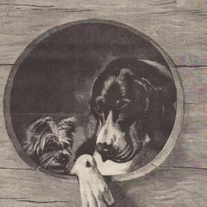Impatience et insouciance - Chiens mouche - Gravure de presse 1886 - Picture 1 of 2