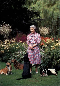 Adel & Monarchie H.M. QUEEN ELIZABETH II with her dogs at Sandringham House - Picture 1 of 2