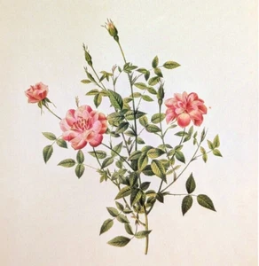 Redoute Rose Floral Botanical Double Miniature Rose Bookplate Art Print 73 - Bild 1 von 3