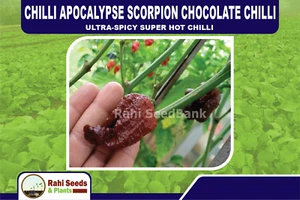 Chilli Apocalypse Scorpion Chocolate Chilli - Ultra-spicy Super Hot Chilli - Picture 1 of 9