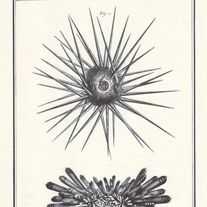 Histoire naturelle - Oursins  -  Gravure ancienne - Réédition 1964 - Picture 1 of 2