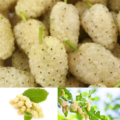 2 White Mulberry Trees - Morus alba tatarica - 2–3 ft Bare Root - Hardy & Edible - Image 1 of 4