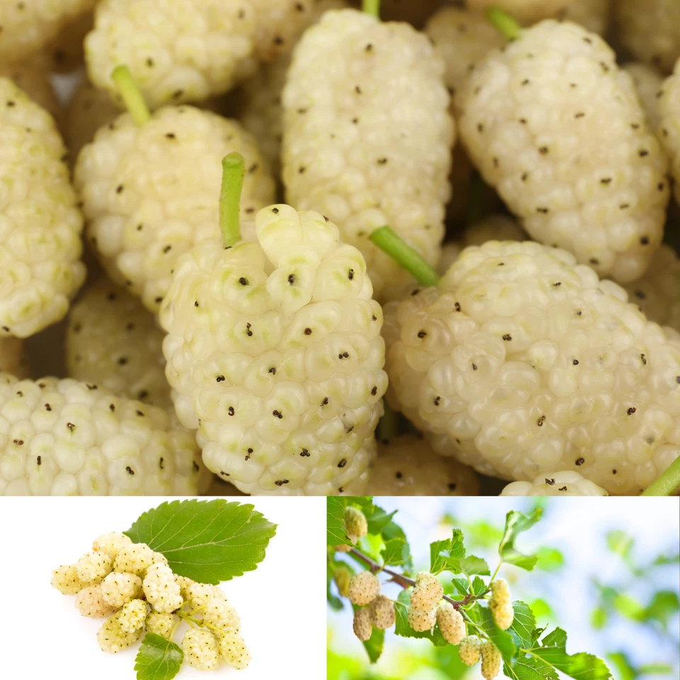 2 White Mulberry Trees - Morus alba tatarica - 2–3 ft Bare Root - Hardy & Edible - Image 1 of 4