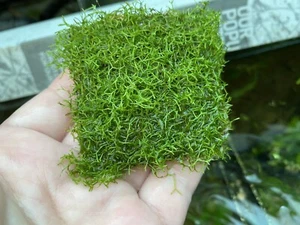 Riccia / Crystalwort (Moss Like) - Live Aquarium Plant, Fish Tank - Picture 1 of 2