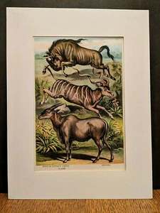 1880 Henry J Johnson Koodoo Eland Gnoo Plate XLVII Ungulata Art Print  Matted - Picture 1 of 6