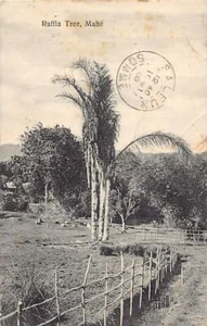 Seychelles - MAHÉ - Raffia Tree - Publ. S.S. Ohashi - Imagen 1 de 2