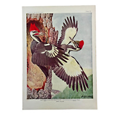 1936 Louis Agassiz Fuertes Vintage Color Bird Print "Pileated Woodpecker"