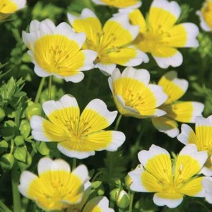 25 LIMNANTHES DOUGLASSI POACHED EGG MIX SEEDS - 25 POACHED EGG PLANT SEEDS - Picture 1 of 3