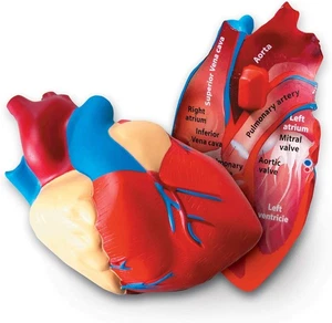 Learning Resources Soft Foam Cross-Section Human Heart Model - Picture 1 of 4