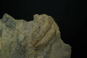 Trilobite / Ellisocephaylus Hoffi / Formazione Jince, Cecoslovacchia / Cambrian F - Foto 1 di 2