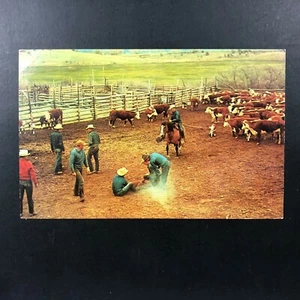 Vintage BRANDING TIME Cowboy Postcard Round Up Cattle Cows Calf Photo Unused  - Picture 1 of 7