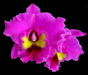 Cattleya Rlc. King of Taiwan Live Orchid Plant 2B10 - Picture 1 of 2