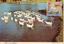 Continental-size "Wiggle Card" THIS IS JUST DUCKY! Pekin Duck photo by A Koster