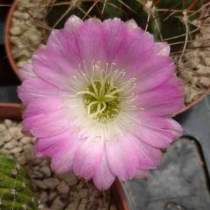 LOBIVIA PENTLANDII LONGISPINA BIG POT 12 RIFL05 CACTUS PIANTE GRASSE NO COPIAPOA - Foto 1 di 6