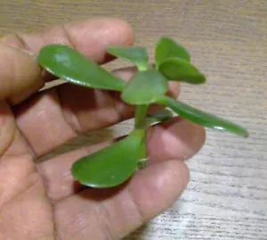 Grow your own Jade Plants-Money Tree- easy to grow unrooted Cuttings - Picture 1 of 10