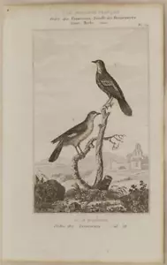 BUFFON ORIGINALE 1850 MIMO SETTENTRIONALE NORTHERN MOCKINGBIRD MIMUS UCCELLI - Imagen 1 de 1